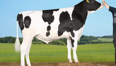 VH Shuba P (VH Slypprc)