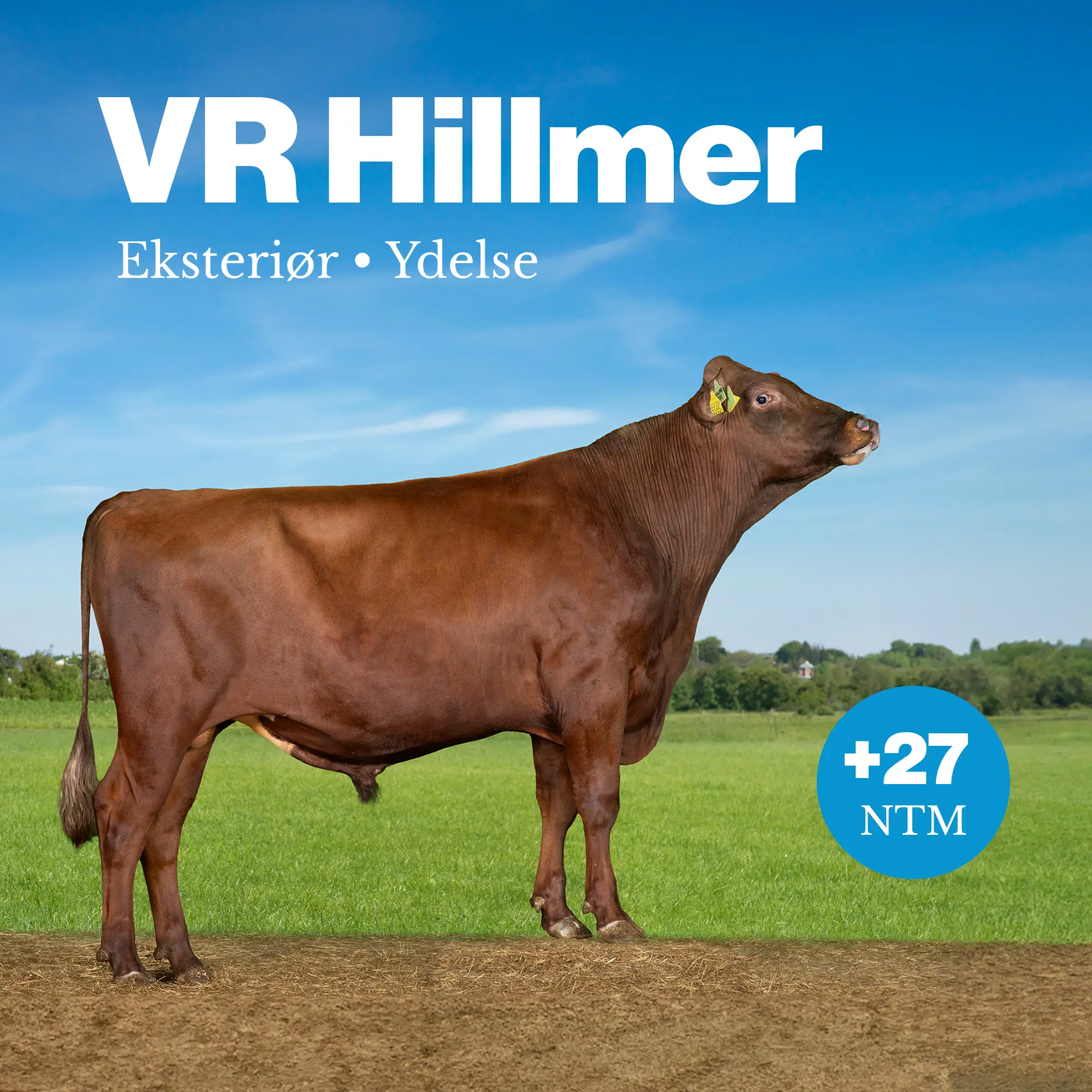 VR Hillmer