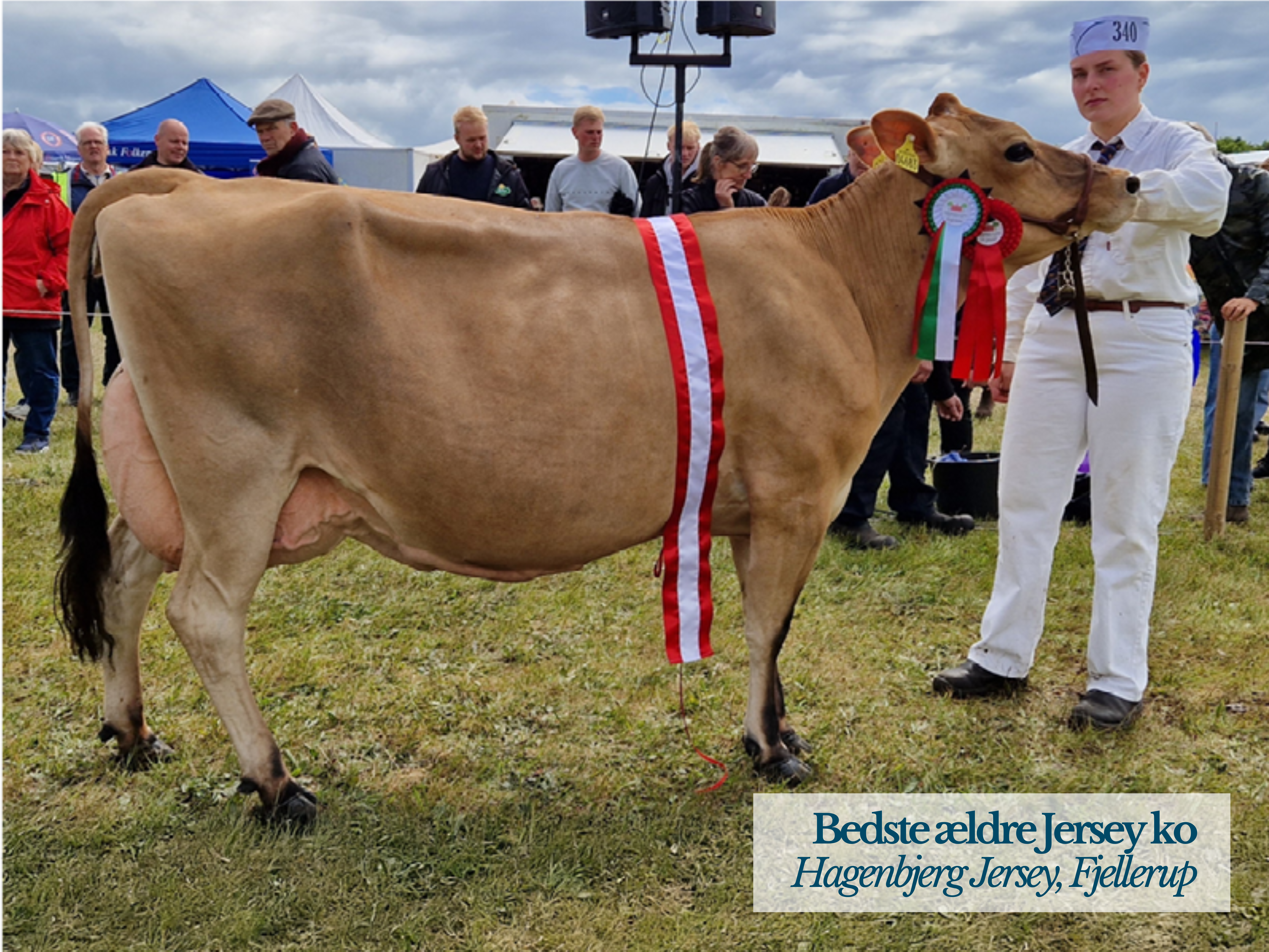 Bedste Ældre Jersey Ko Fra Hagenbjerg Jersey, Fjellerup