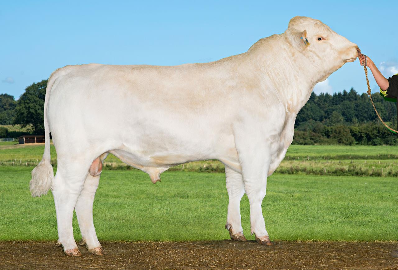 Vb Maxon 7251 Srgb Web