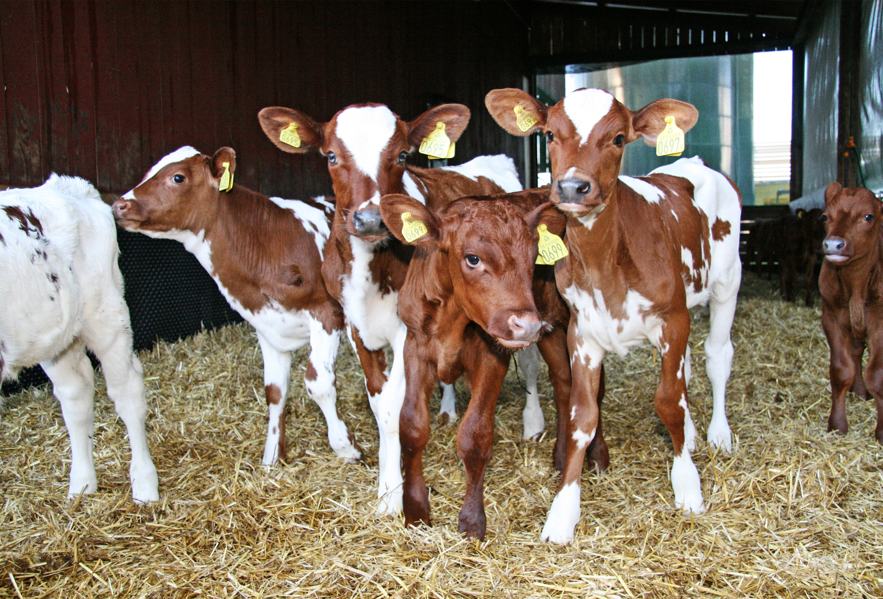 SRB Kalve Foto PBS 07 08 Srgb Web