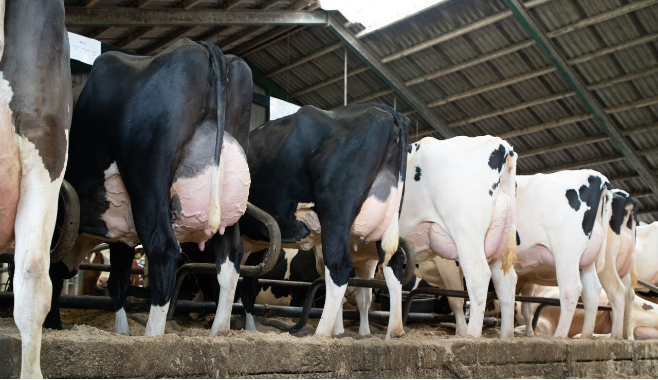 Holstein Køer På Linje I Stalden