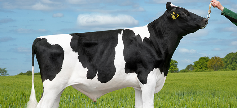 VH Sinder 260965 Mini