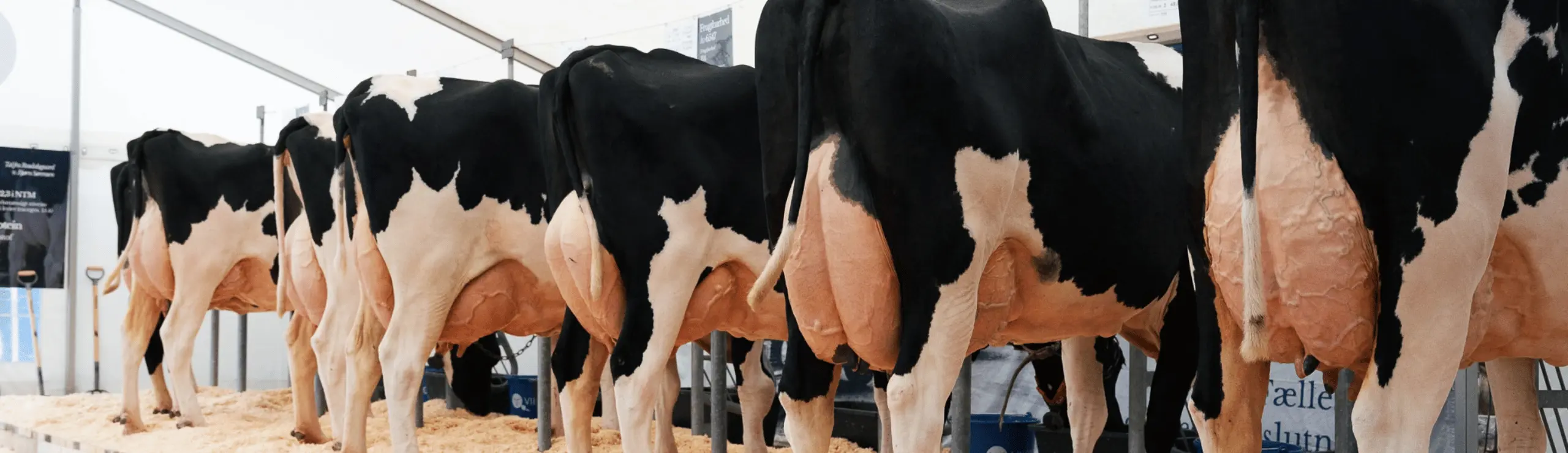 Rosdalsgaard Præsenterede En Flot Række Viking Holsteinkøer Til Dansk Holstein ÅRsmøde 2026