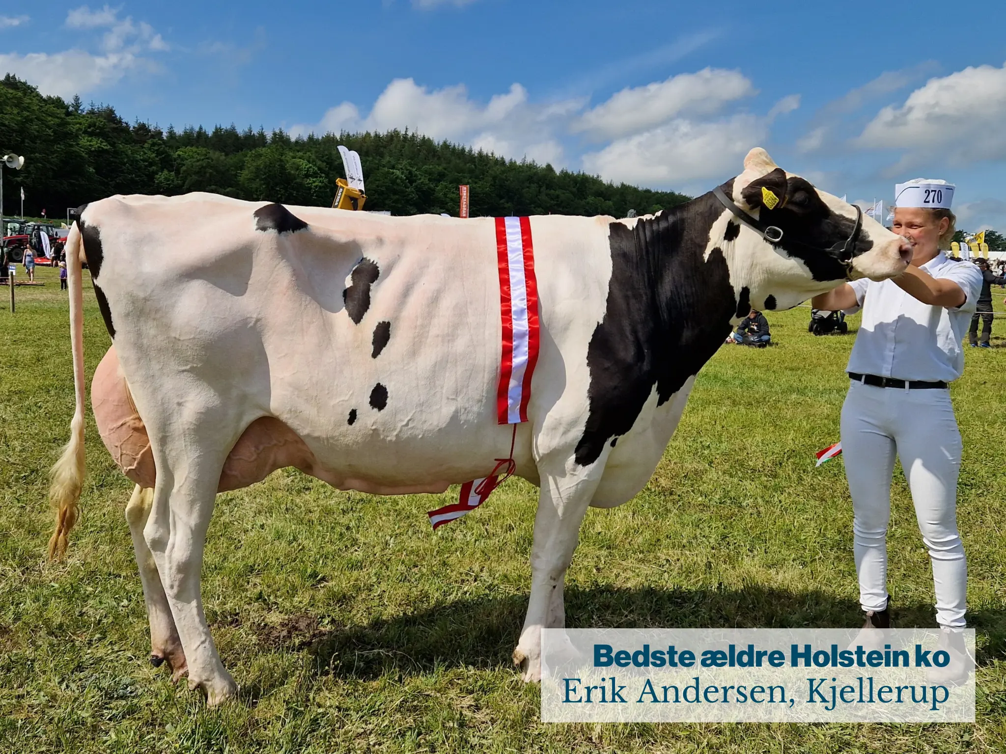 Bedste Ældre Holstein Ko