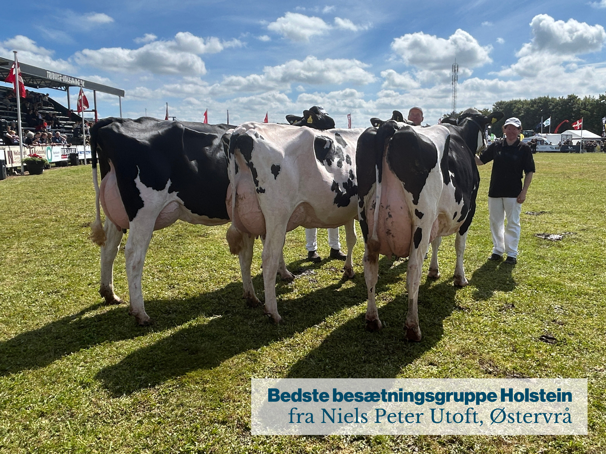 Bedste Besætningsgruppe Holstein