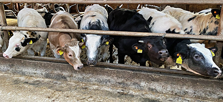 IMG 1181 Srgb Oversigt Web