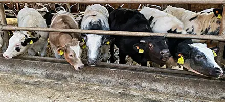 IMG 1181 Srgb Oversigt Web