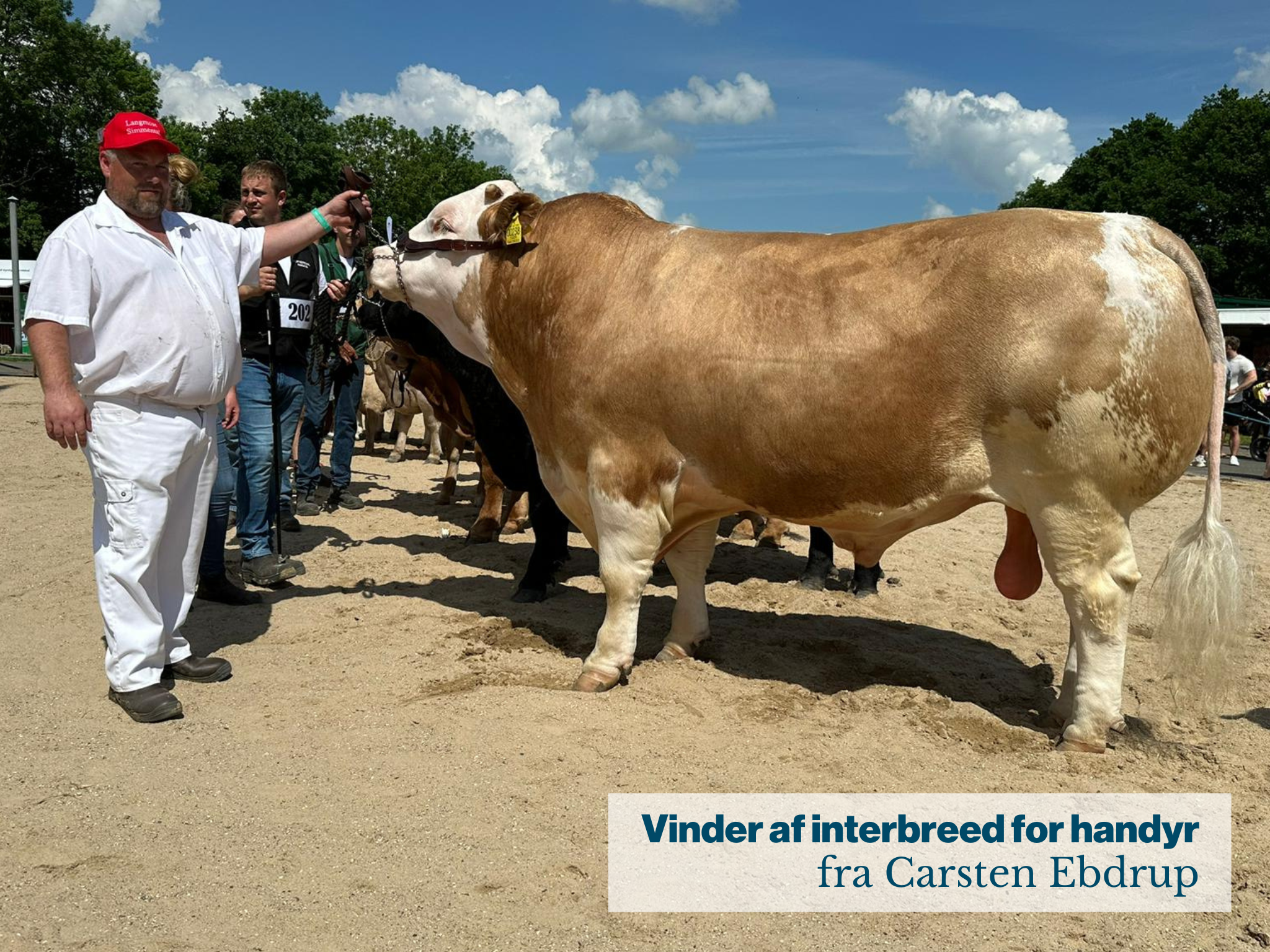 Handyr Interbreedvinder I Hobro Fra Carsten Ebdrup