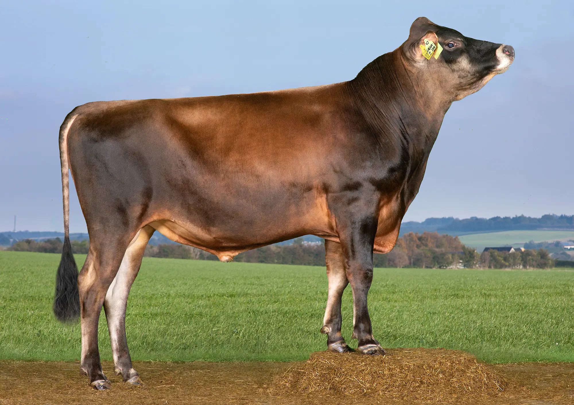 VJ Lagoa P (VJ Luxi) Edited (1)