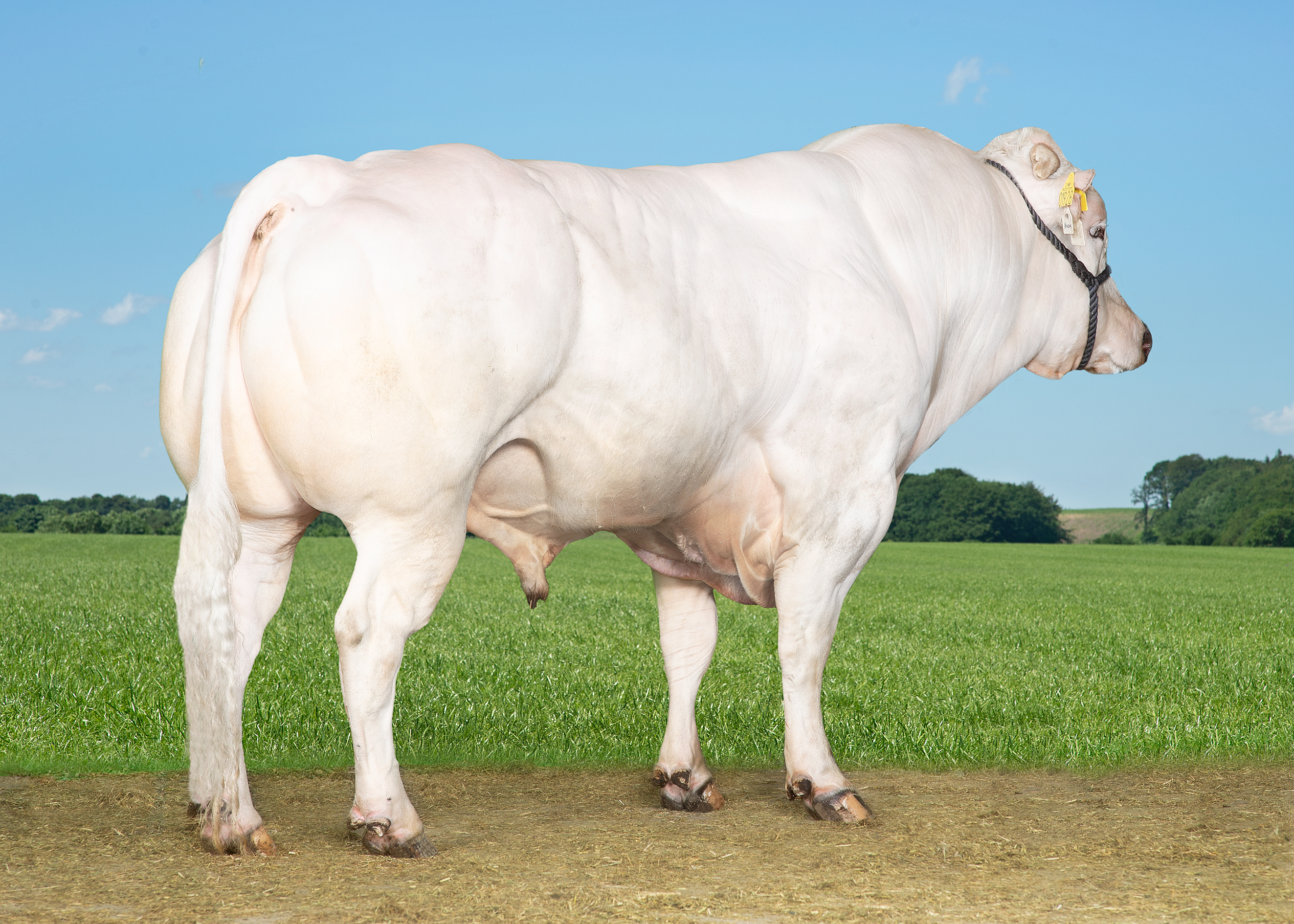 VB Nase Edited (1) (1)