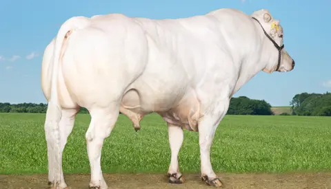 VB Nase Edited (1) (1)