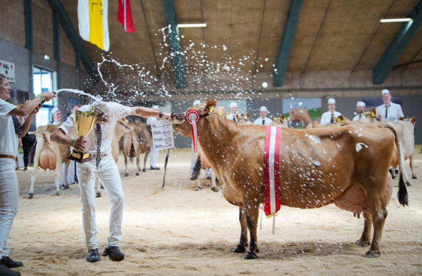Dyrskue Og Hædringer