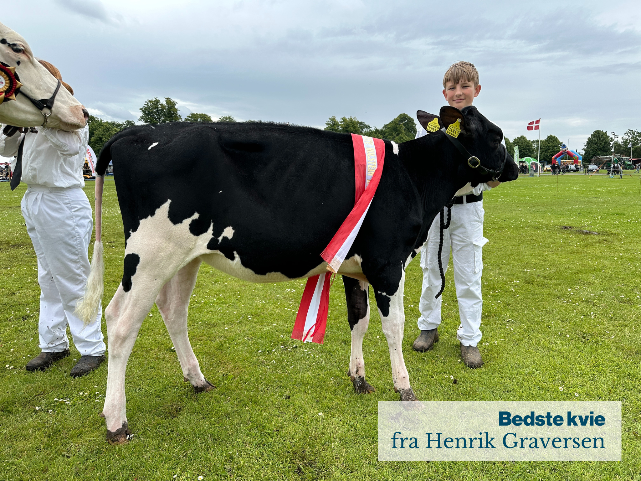 Bedste Kvie Fra Henrik Graversen
