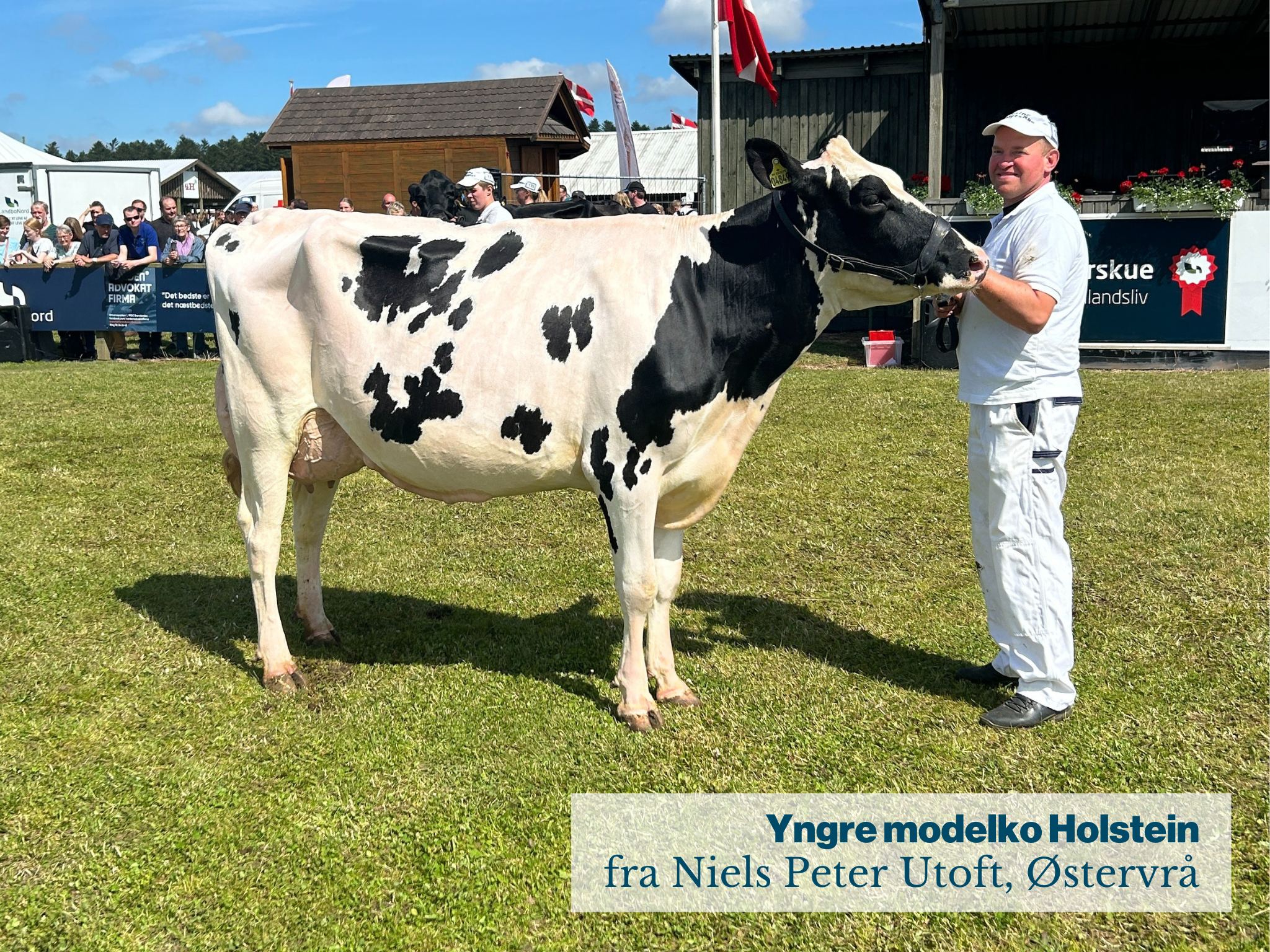 Yngre Modelko Holstein