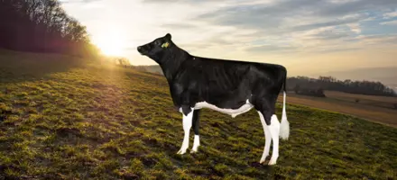 VH Slis RC På Mark (1)