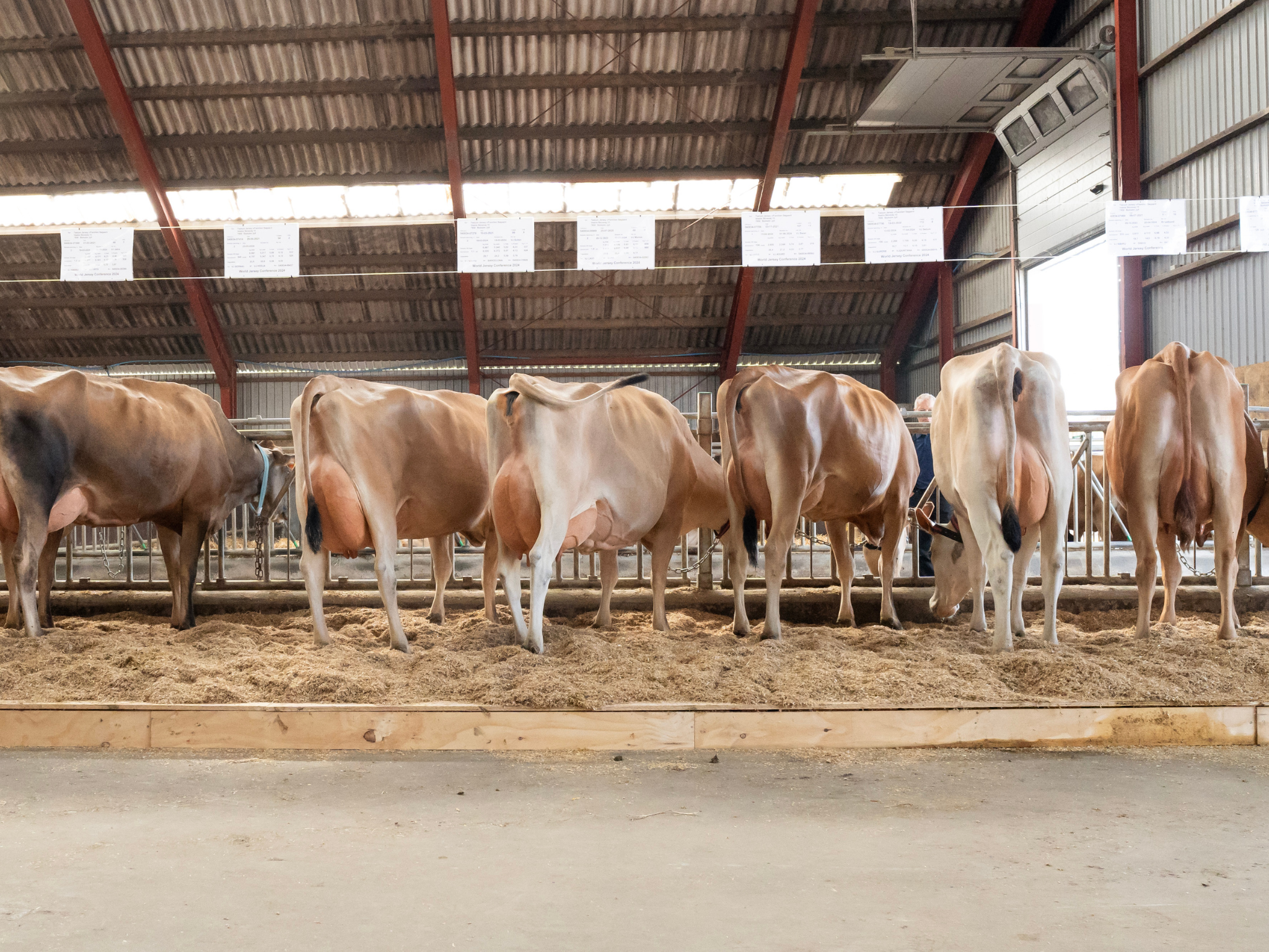 Jersey Verdenskongres 14