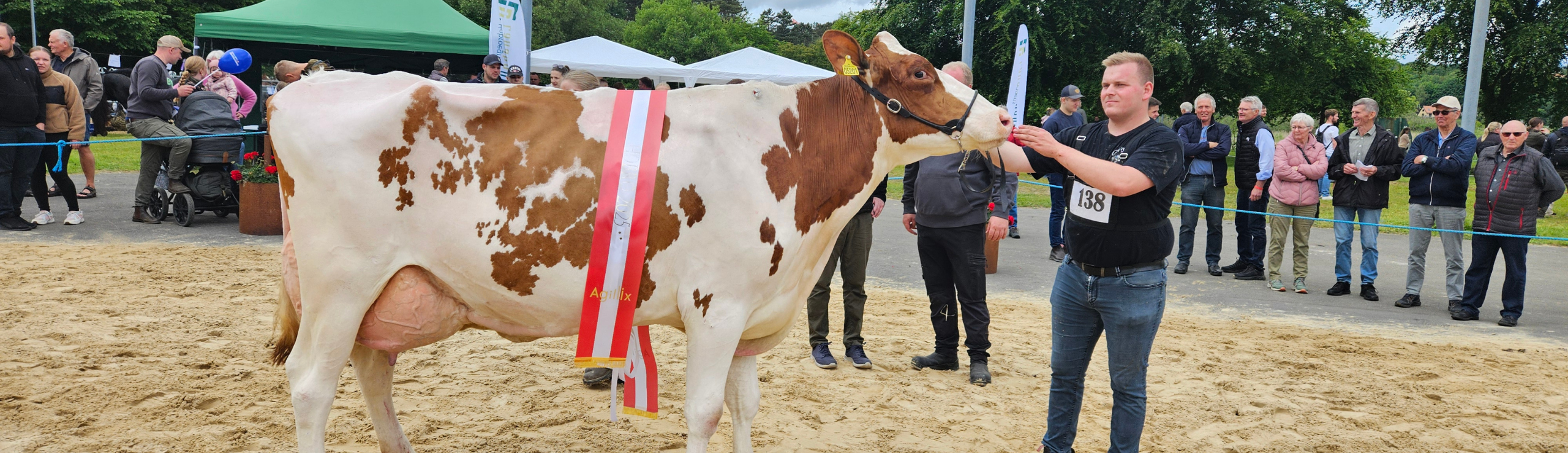 Miss Hobro Og Bedste Ældre Holstein