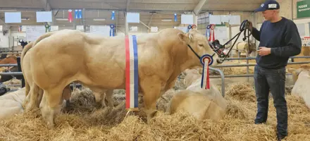 Bedste Blonde Handyr Og Blonde Dyr På Kimbrerskuet