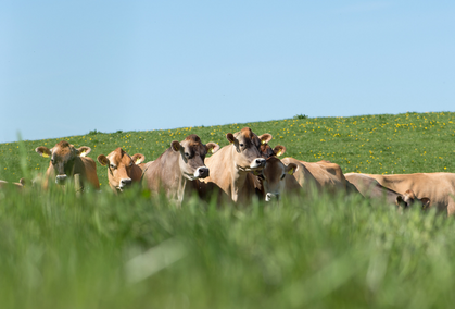 Græssende Køer Jørn Mikkelsen