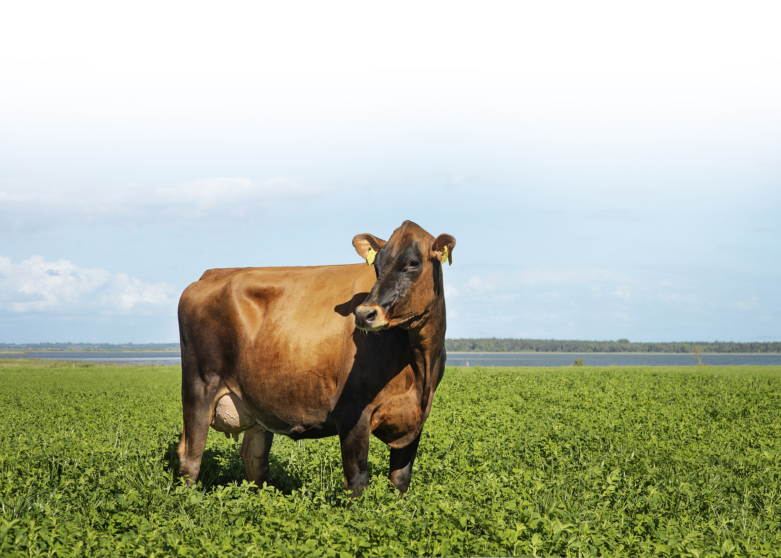 Goldencross Vj Hawk Datter Fra Stiftelsen Hofmansgave Otterup 2 Prio