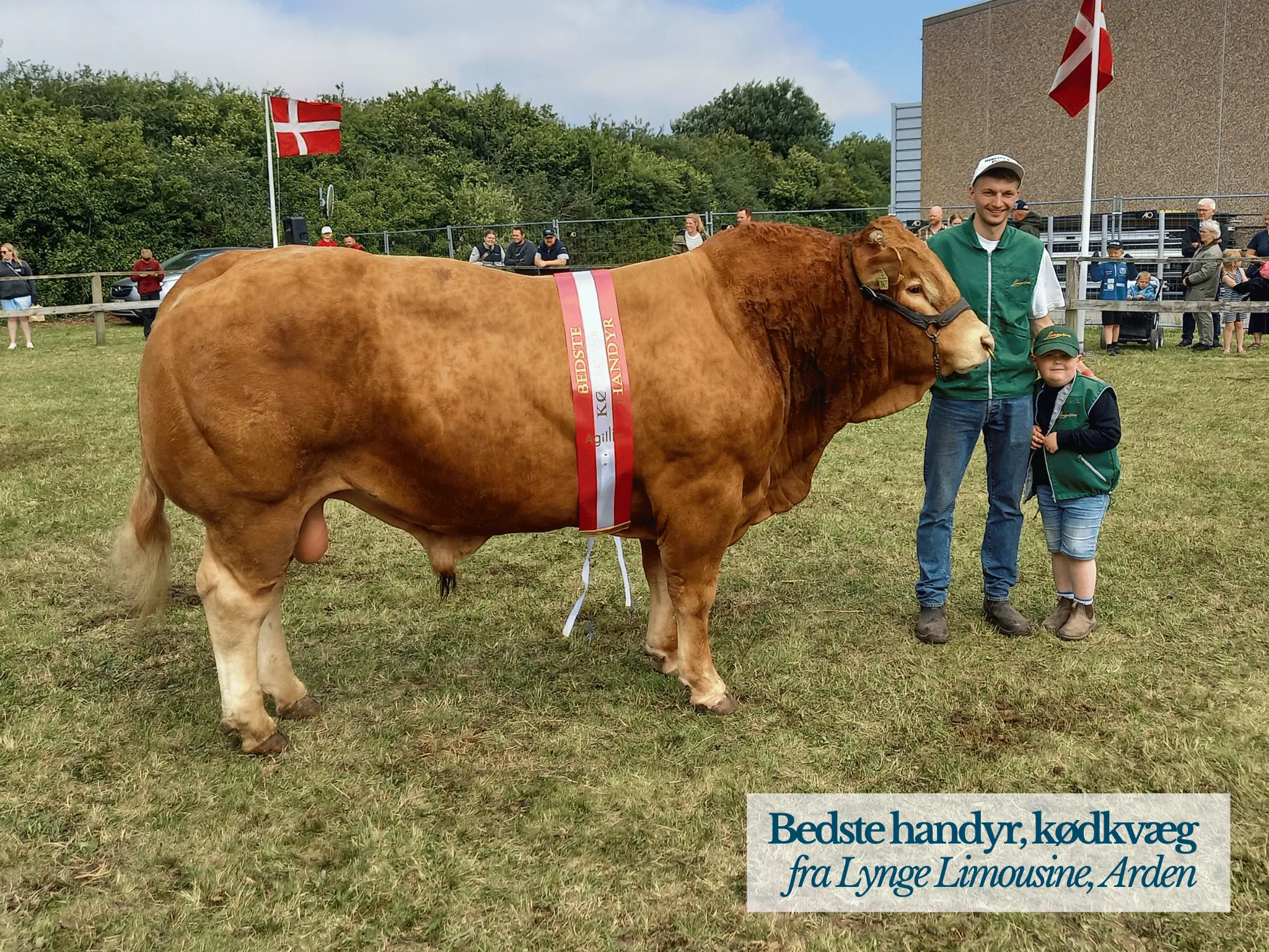 Bedste Handyr Kødkvæg, Hjørring Dyrskue