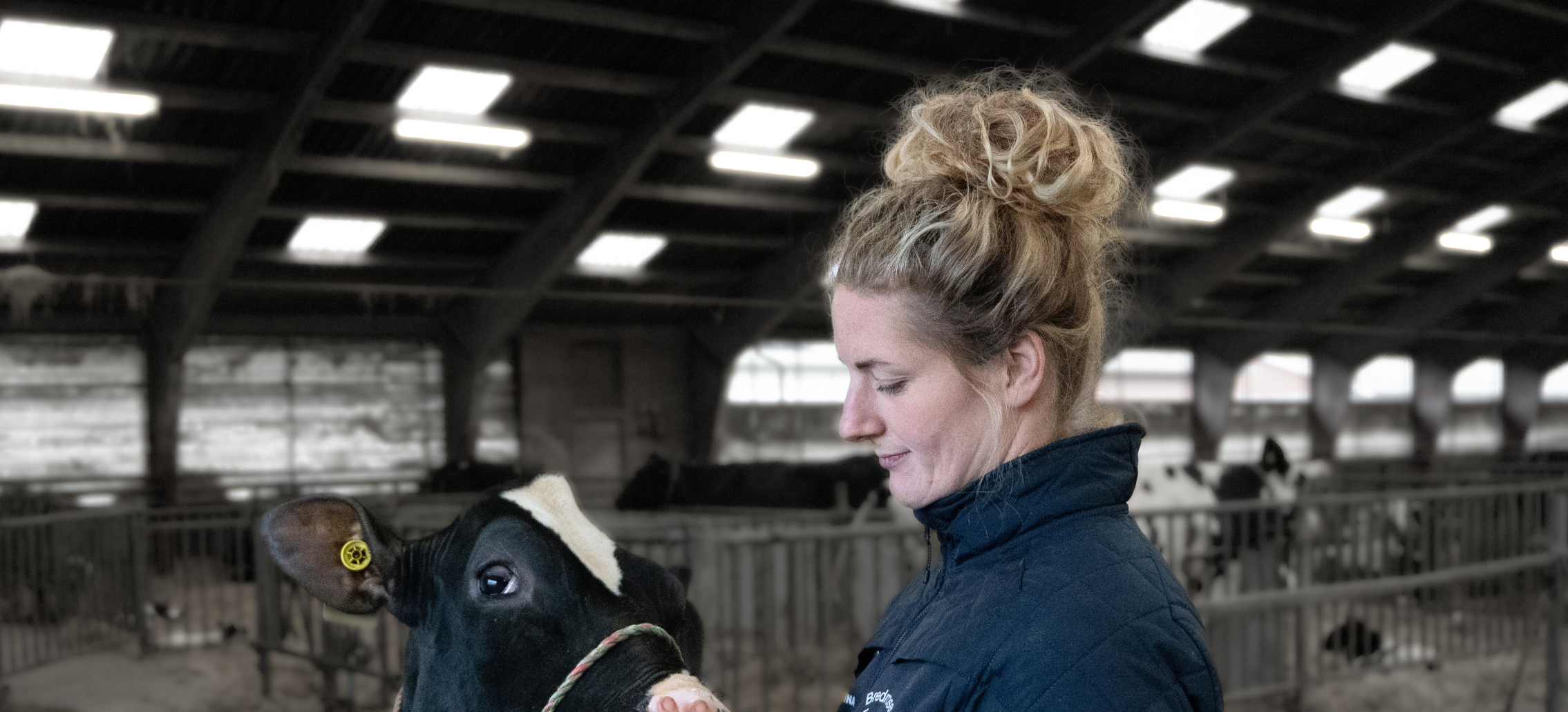 Glax-datteren med et NTM på +42, da den blev købt af Christina Døssing på Holsteins Elitedyrsauktion 2024