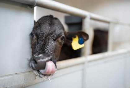 Kalv Med Sensehub Youngstock Øremærke I