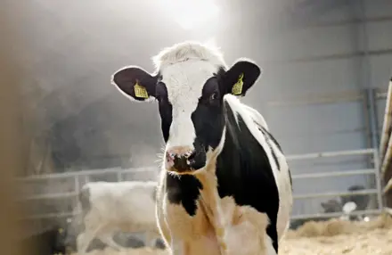 Holstein
