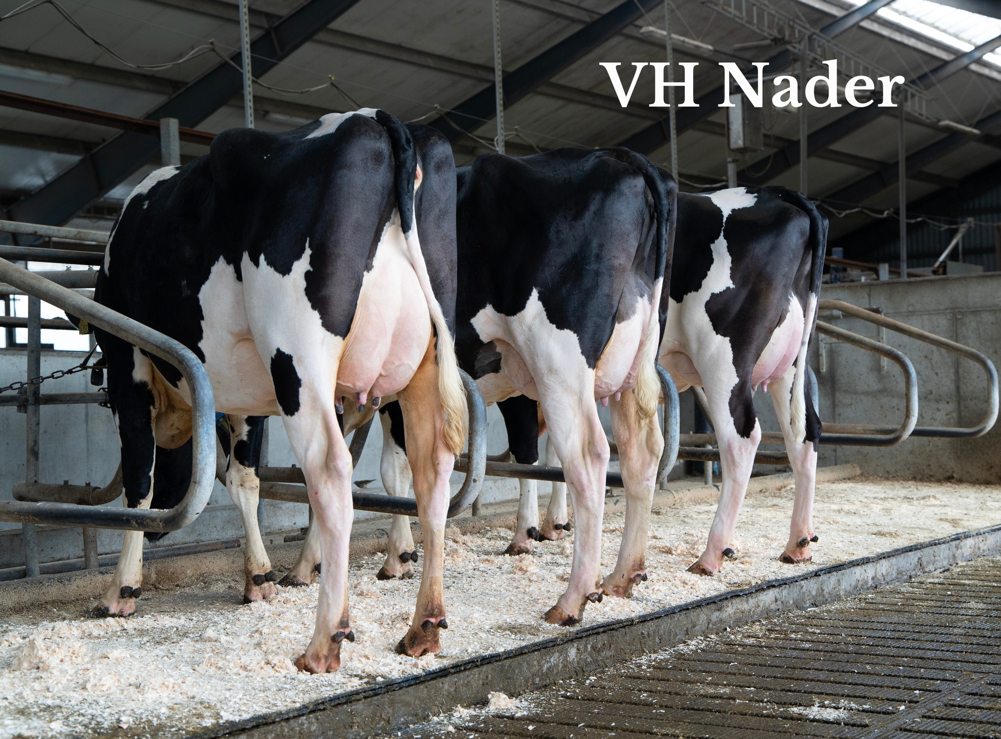 VH Nader Datter Med VH Yngvar Døtre