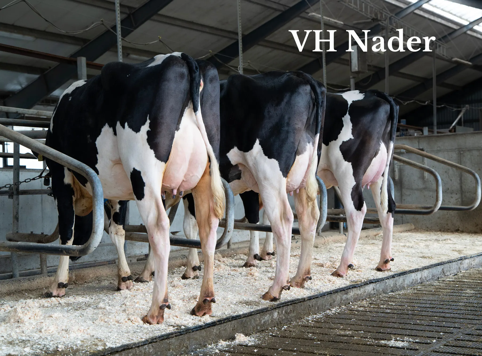 VH Nader Datter Med VH Yngvar Døtre