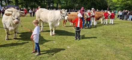 Juniorer Til Mønstring På Årets Dyrskue I Fjerritslev