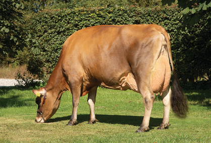 VJ Hitman Daughter No 37865 4272  Jørgen Kjølby Hjørring