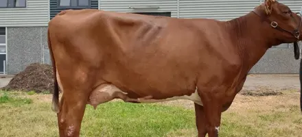 Yngre Model Og Vejen Frem