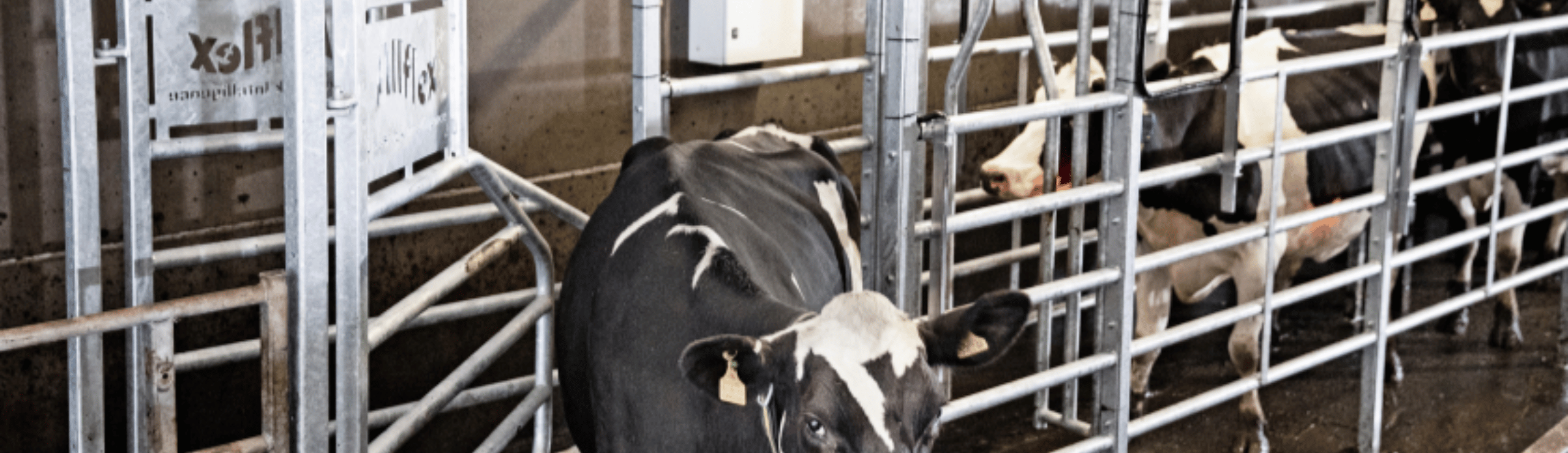 Holsteinkøer Går Igennem Seperationslågen