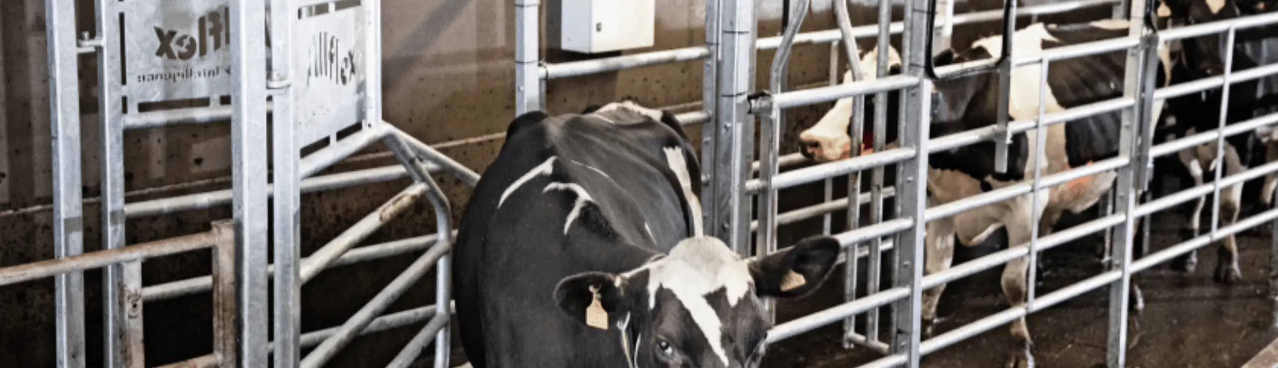Holsteinkøer Går Igennem Seperationslågen