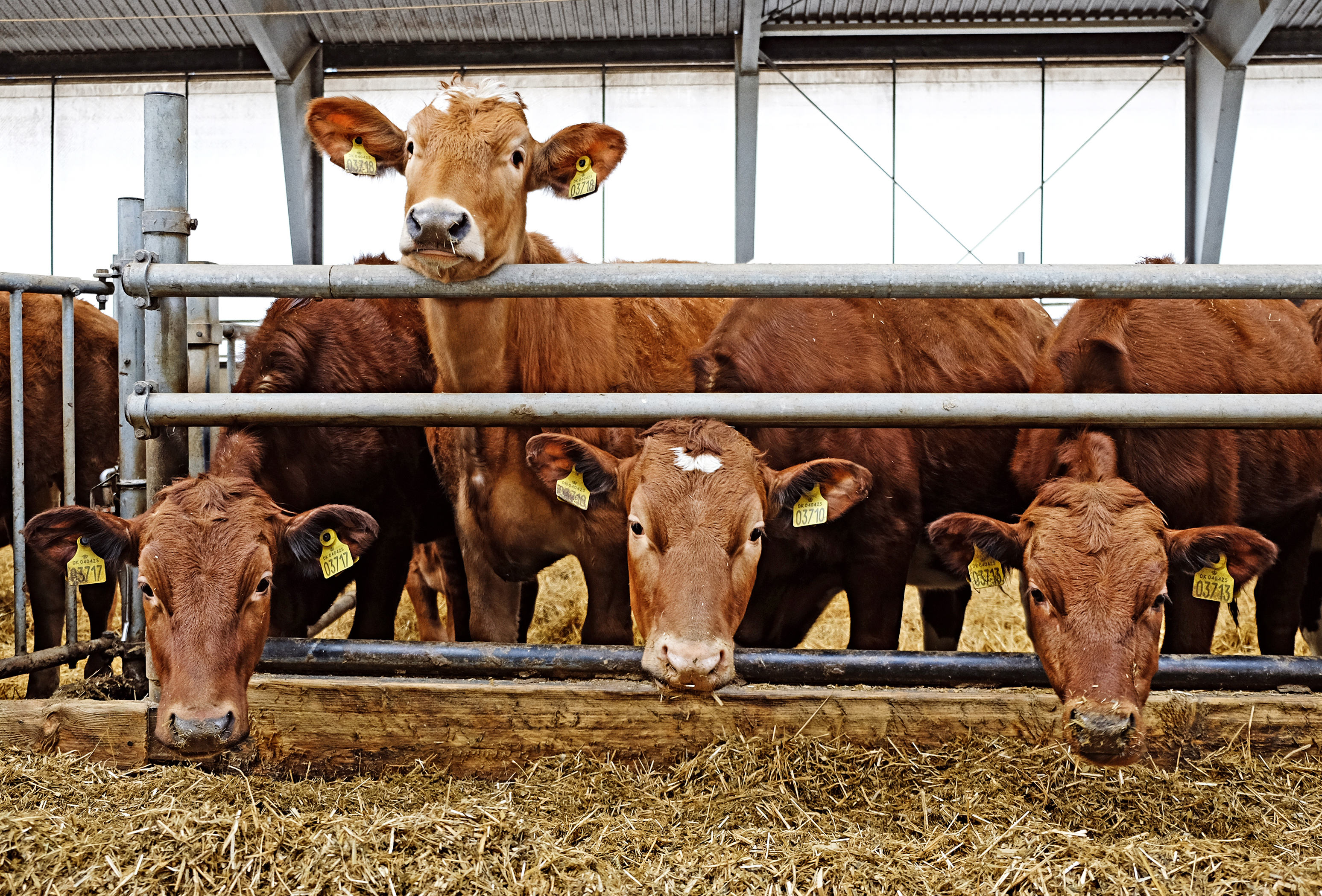 Simherd Dscf2543 Srgb Web