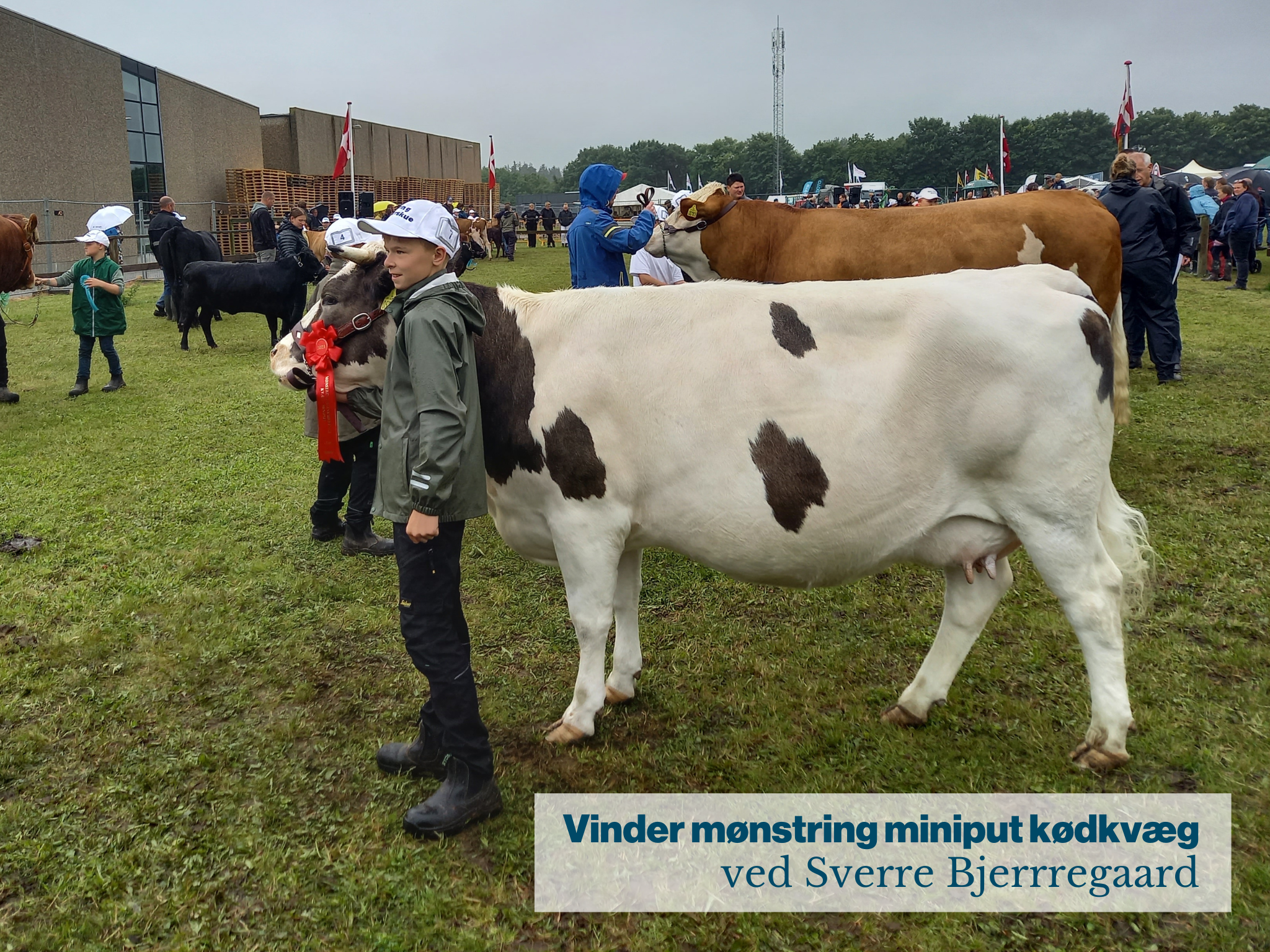 Vinder Mønstring Miniput Kødkvæg