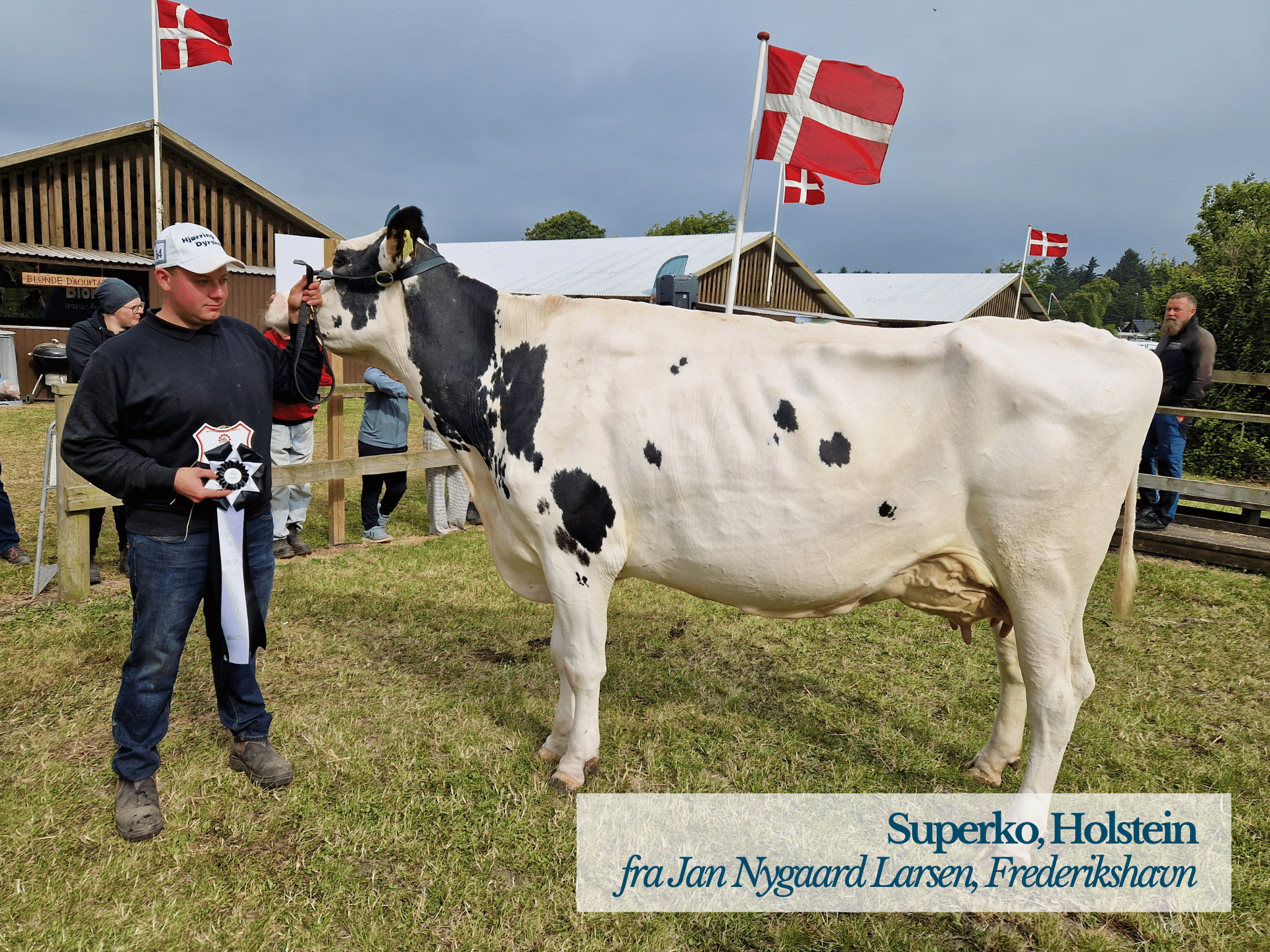 Superko Holstein, Hjørring Dyrskue