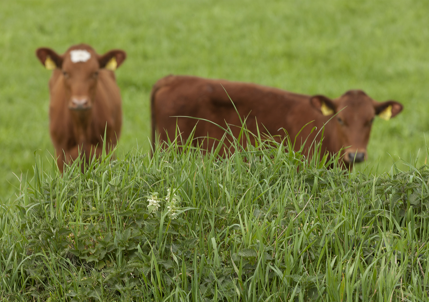 Lene Og Lars Jørgensen May2023