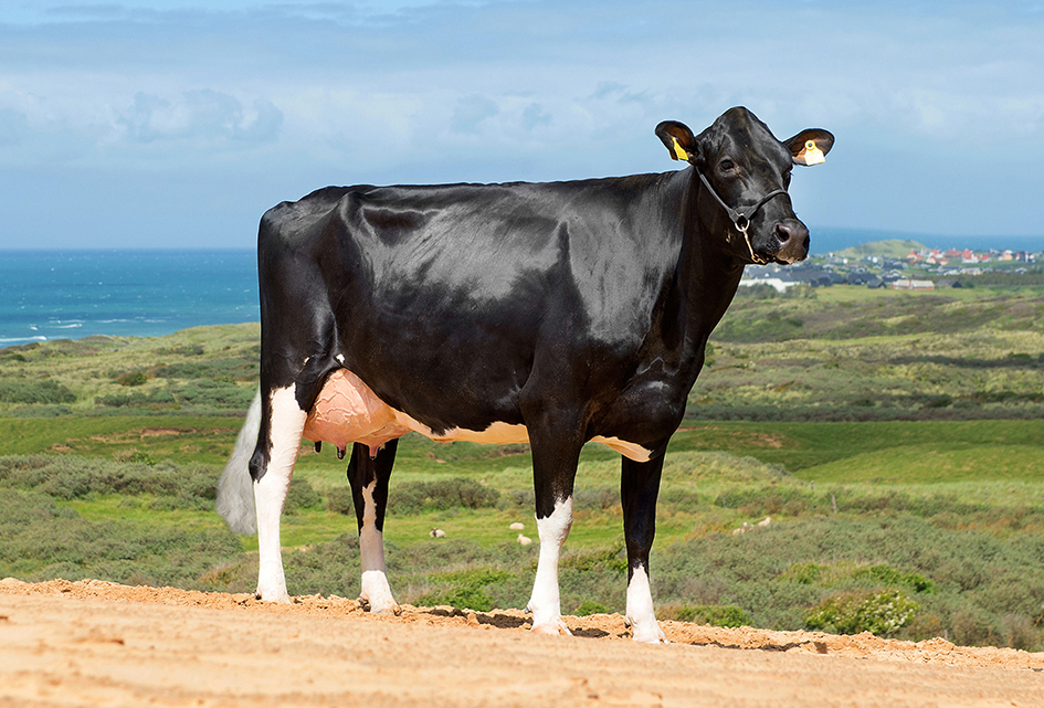 Vh Miracle Daughter1 No 36169 3527 From Bjarne Therkildsen Løkken Scenic3 Srgb Web