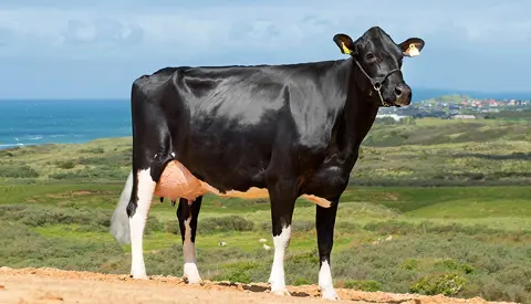 Vh Miracle Daughter1 No 36169 3527 From Bjarne Therkildsen Løkken Scenic3 Srgb Web