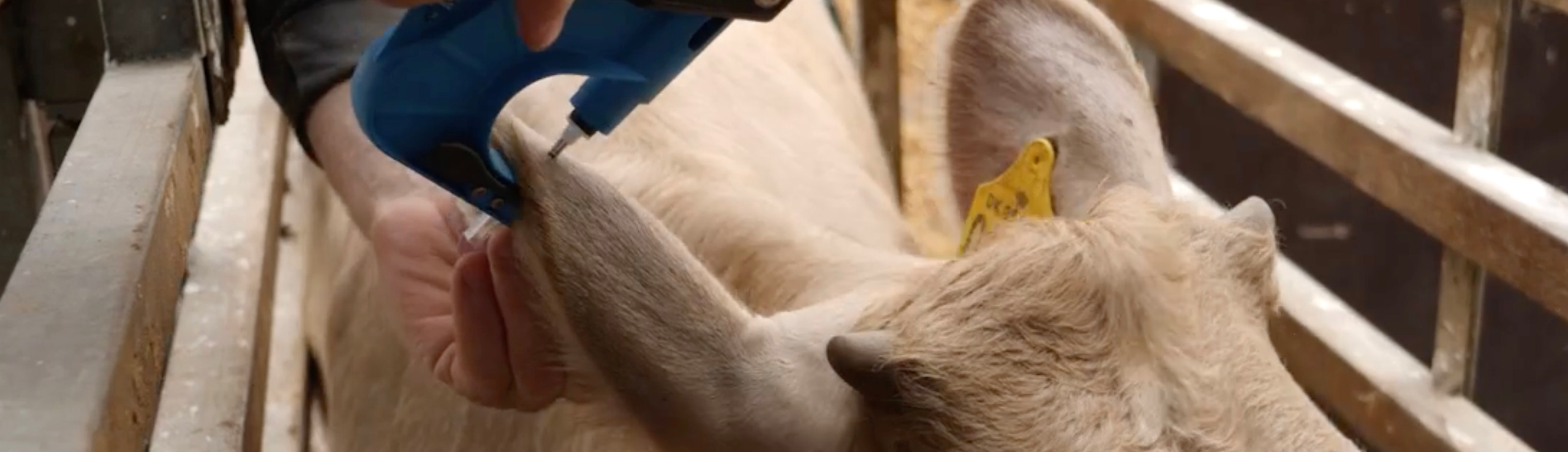 Genomisk Test Tages Ved Øremærkning