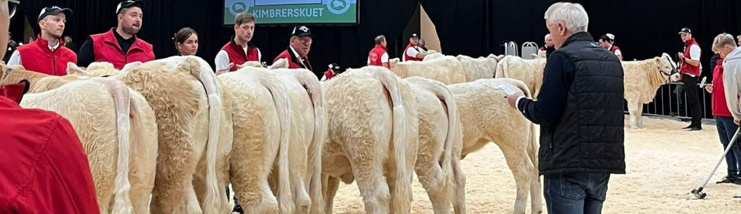 Bedømmelse Af Kødkvæg På Kimbrerskuet