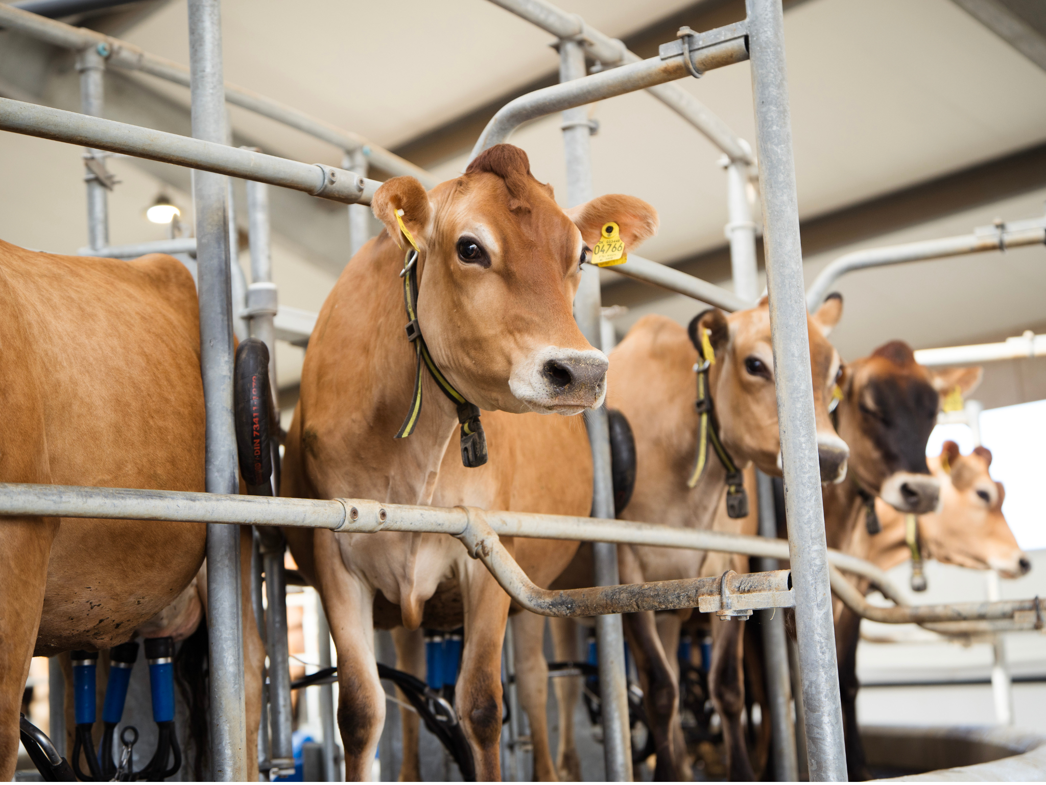 Jersey Verdenskongres 37