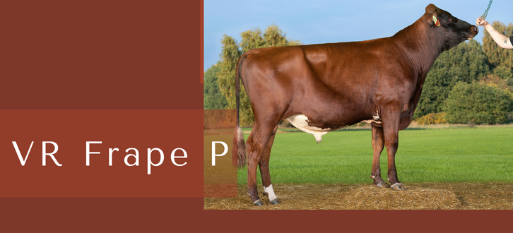 ARTICLE ENTRY TYR (17)