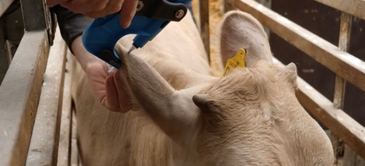 Genomisk Test Ved Øremærkning