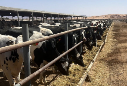 Danske Holsteinkvier I Jordan