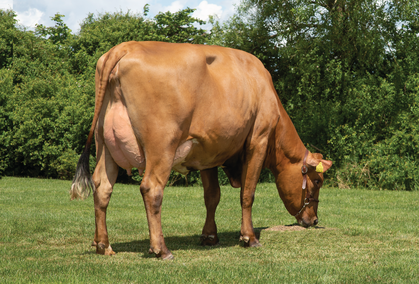 VR Vilperi Daughter No 19629 6212 From Jacob Serup Pedersen Aarup