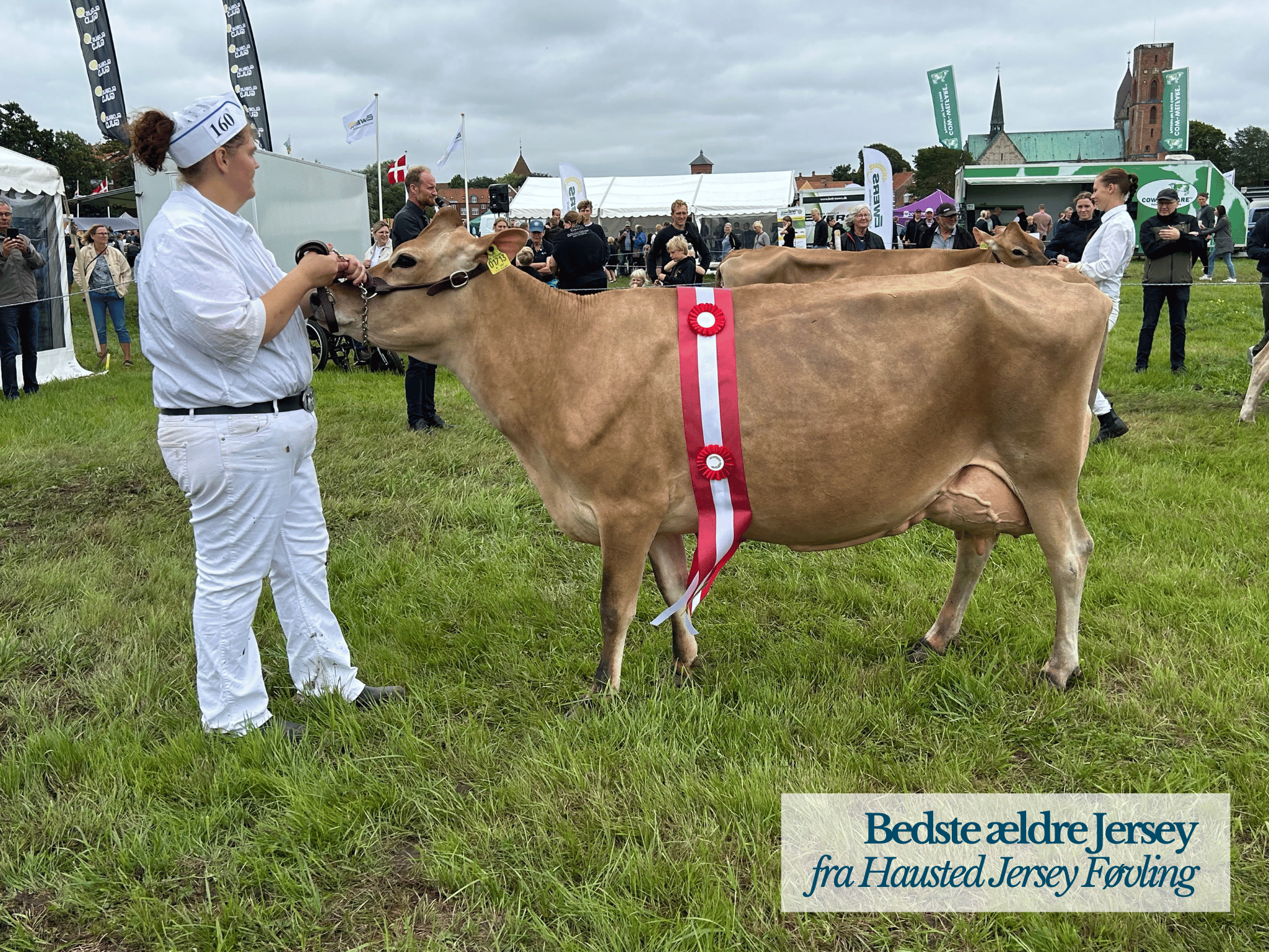 Bedste Ældre Jersey, Ribe Dyrskue 2025
